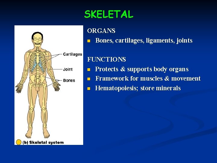 SKELETAL ORGANS n Bones, cartilages, ligaments, joints FUNCTIONS n Protects & supports body organs