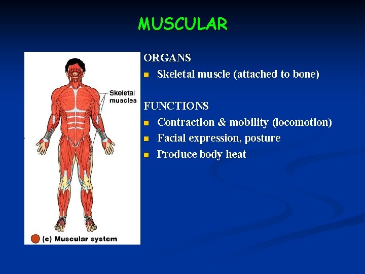 MUSCULAR ORGANS n Skeletal muscle (attached to bone) FUNCTIONS n Contraction & mobility (locomotion)