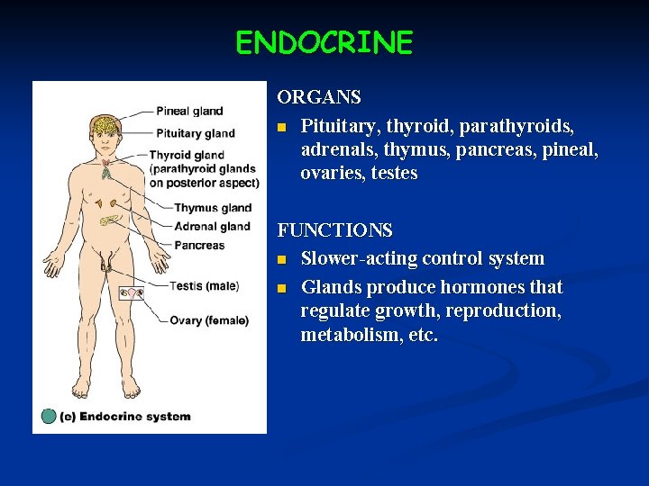 ENDOCRINE ORGANS n Pituitary, thyroid, parathyroids, adrenals, thymus, pancreas, pineal, ovaries, testes FUNCTIONS n