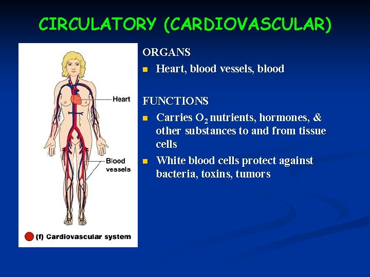 CIRCULATORY (CARDIOVASCULAR) ORGANS n Heart, blood vessels, blood FUNCTIONS n Carries O 2 nutrients,