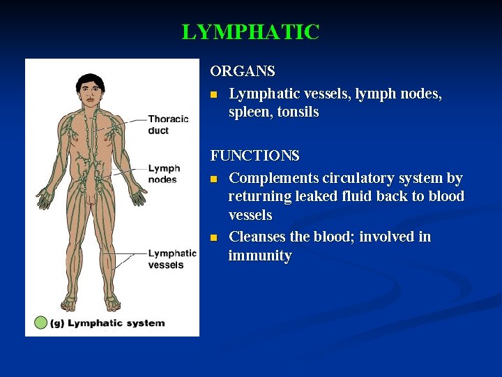 LYMPHATIC ORGANS n Lymphatic vessels, lymph nodes, spleen, tonsils FUNCTIONS n Complements circulatory system