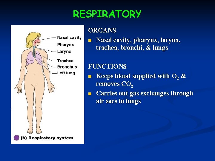 RESPIRATORY ORGANS n Nasal cavity, pharynx, larynx, trachea, bronchi, & lungs FUNCTIONS n Keeps