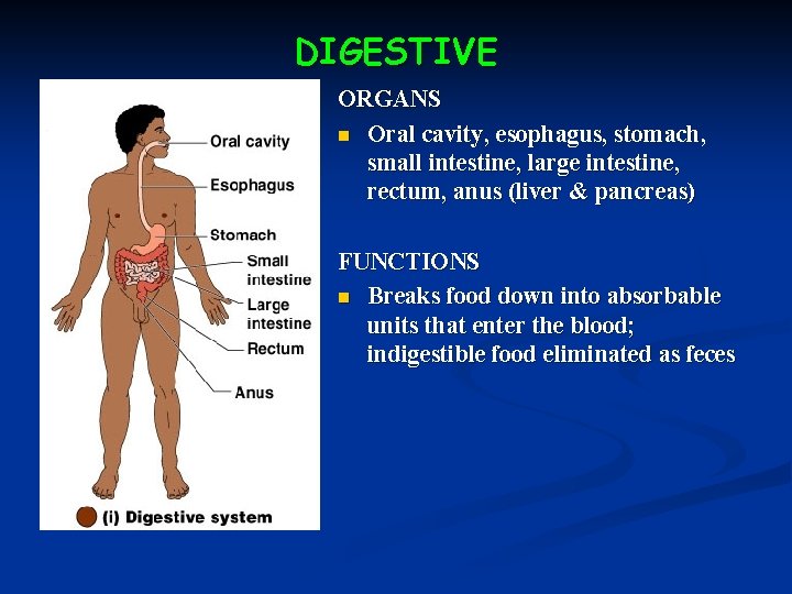 DIGESTIVE ORGANS n Oral cavity, esophagus, stomach, small intestine, large intestine, rectum, anus (liver