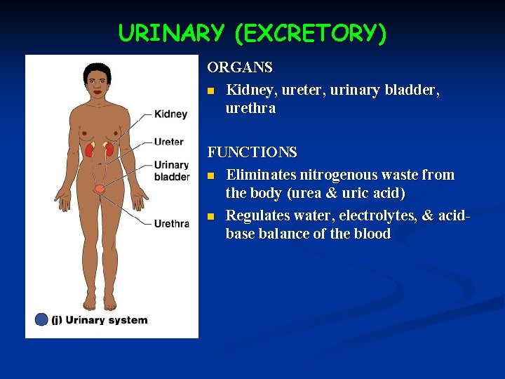 URINARY (EXCRETORY) ORGANS n Kidney, ureter, urinary bladder, urethra FUNCTIONS n Eliminates nitrogenous waste