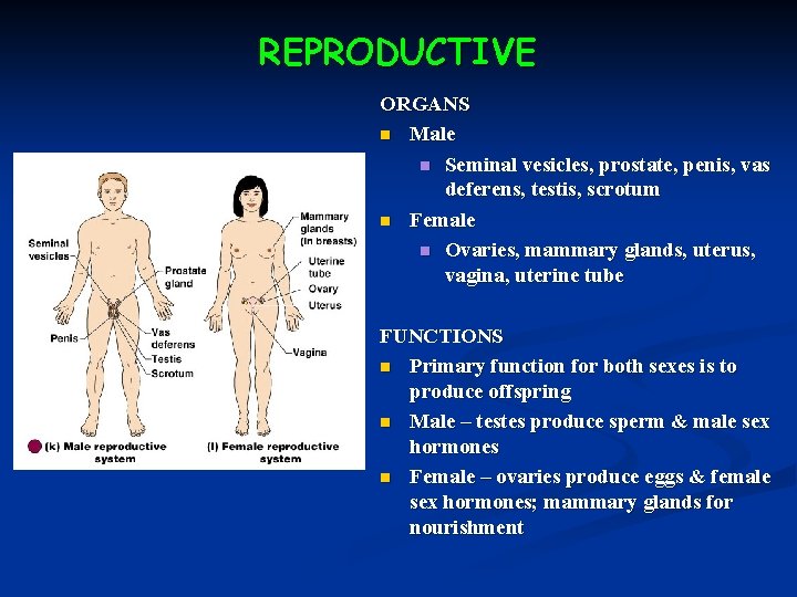 REPRODUCTIVE ORGANS n Male n Seminal vesicles, prostate, penis, vas deferens, testis, scrotum n