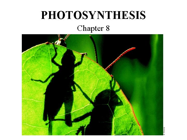 PHOTOSYNTHESIS Chapter 8 8 1 Energy Life Energy