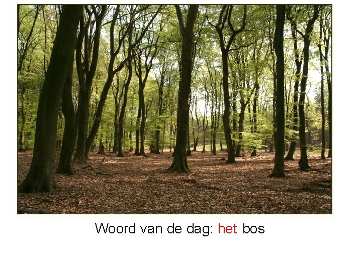 Woord van de dag: het bos 