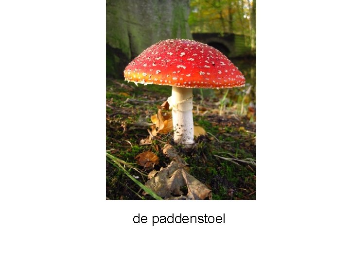 de paddenstoel 