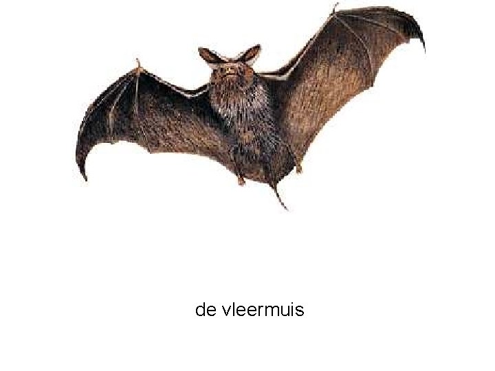 de vleermuis 