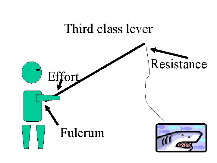 Third class lever Effort Fulcrum Resistance 