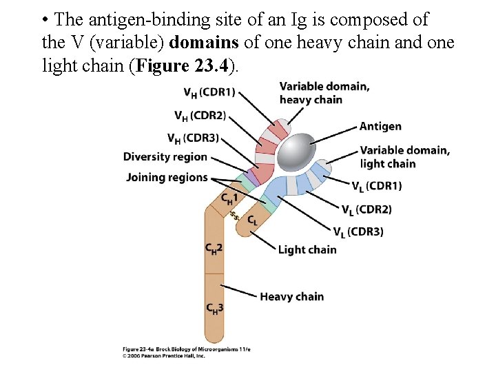  • The antigen binding site of an Ig is composed of the V