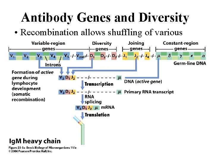 Antibody Genes and Diversity • Recombination allows shuffling of various pieces of the final