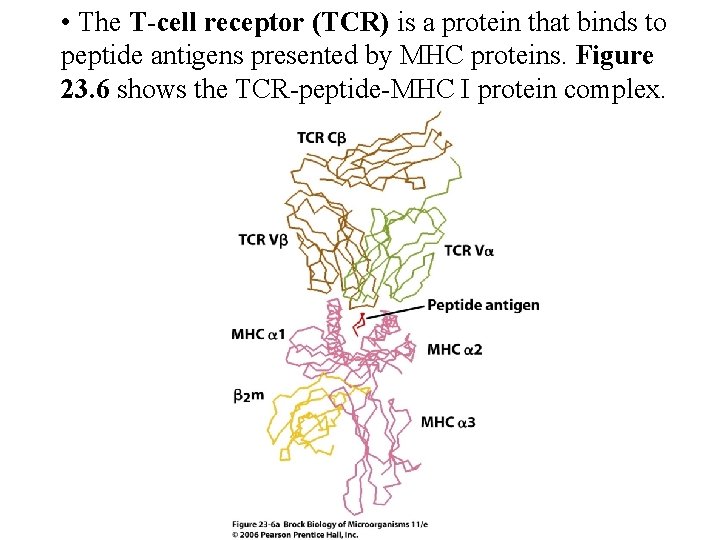  • The T-cell receptor (TCR) is a protein that binds to peptide antigens
