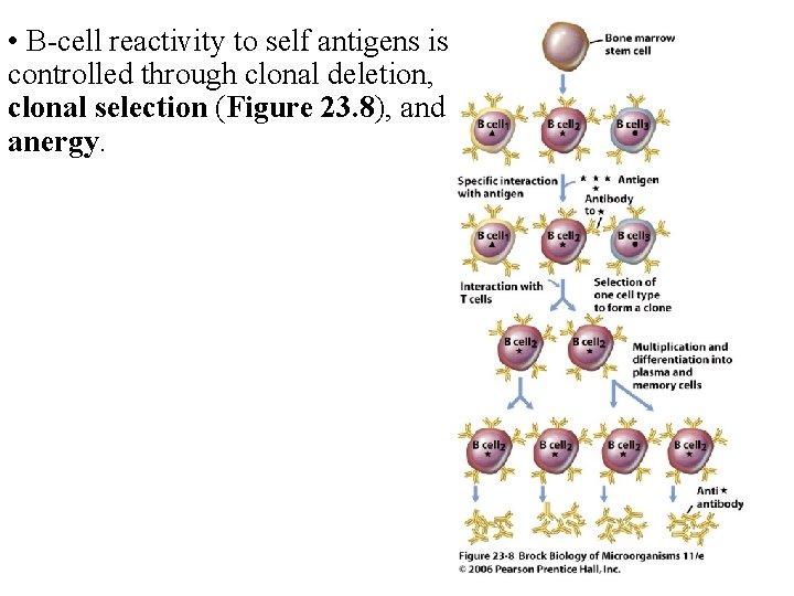  • B cell reactivity to self antigens is controlled through clonal deletion, clonal