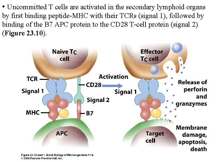  • Uncommitted T cells are activated in the secondary lymphoid organs by first