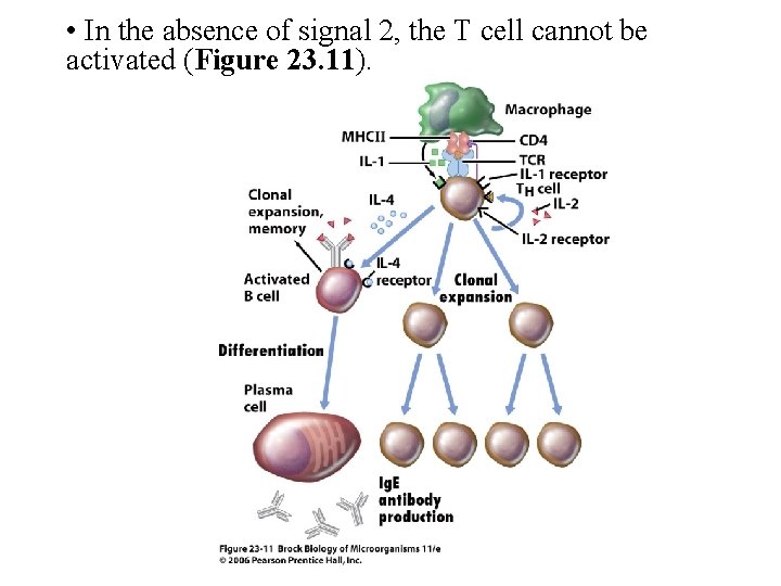  • In the absence of signal 2, the T cell cannot be activated