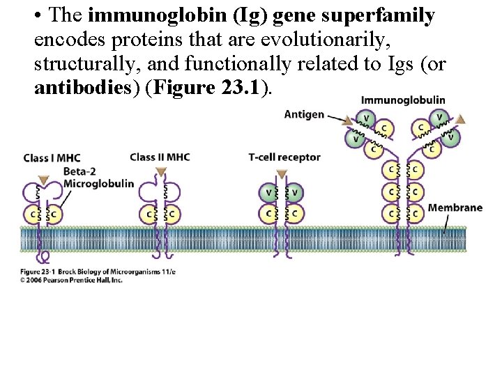  • The immunoglobin (Ig) gene superfamily encodes proteins that are evolutionarily, structurally, and