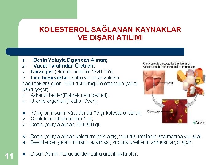 KOLESTEROL SAĞLANAN KAYNAKLAR VE DIŞARI ATILIMI Besin Yoluyla Dışarıdan Alınan; 2. Vücut Tarafından Üretilen;