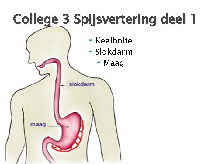 College 3 Spijsvertering deel 1 Keelholte Slokdarm Maag 