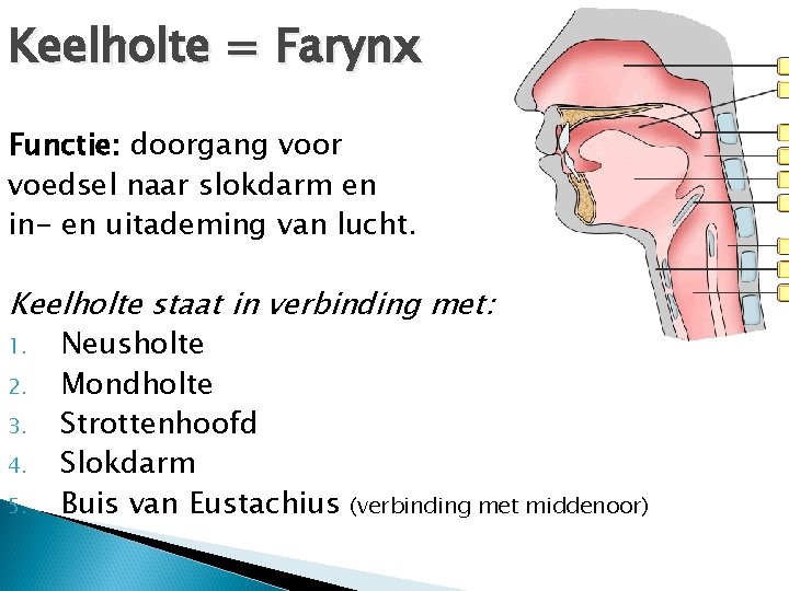 Keelholte = Farynx Functie: doorgang voor voedsel naar slokdarm en in- en uitademing van