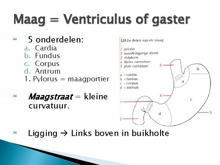 Maag = Ventriculus of gaster 5 onderdelen: a. Cardia b. Fundus c. Corpus d.