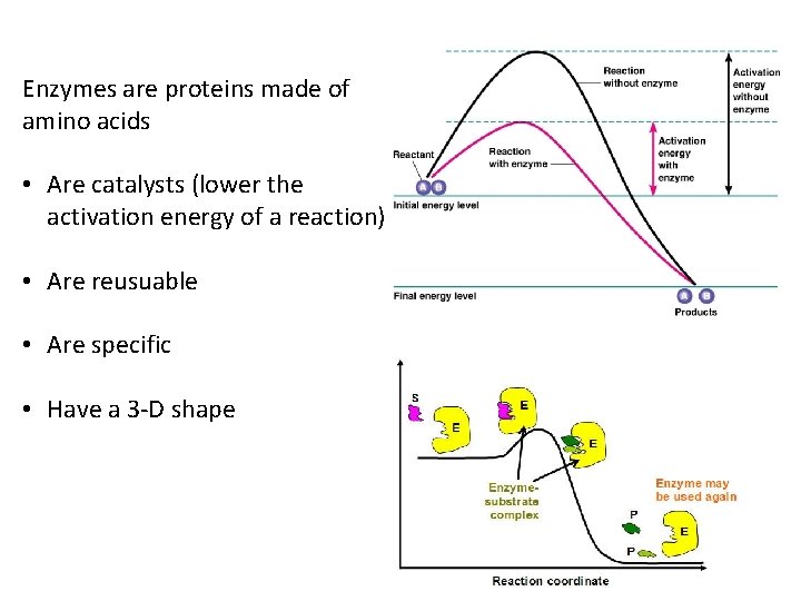 Enzymes are proteins made of amino acids • Are catalysts (lower the activation energy