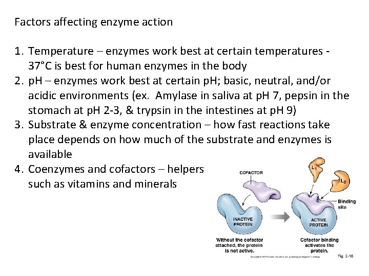 Factors affecting enzyme action 1. Temperature – enzymes work best at certain temperatures 37°C
