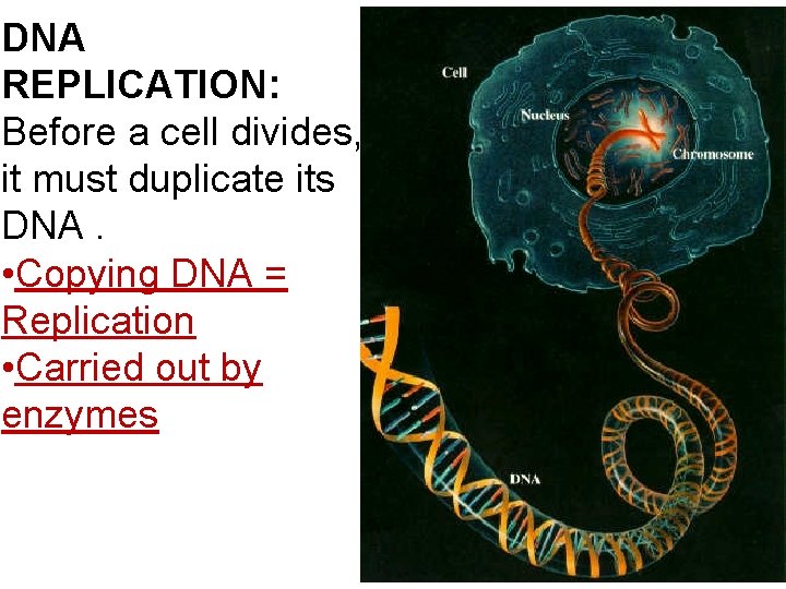 DNA REPLICATION: Before a cell divides, it must duplicate its DNA. • Copying DNA
