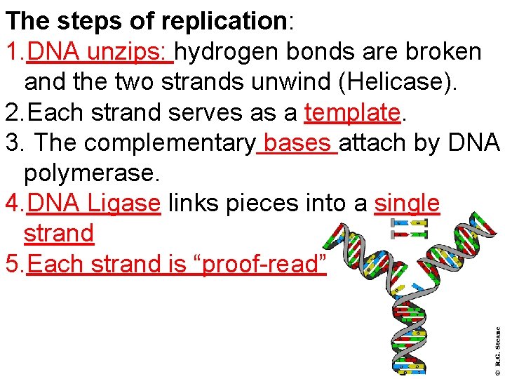 The steps of replication: 1. DNA unzips: hydrogen bonds are broken and the two