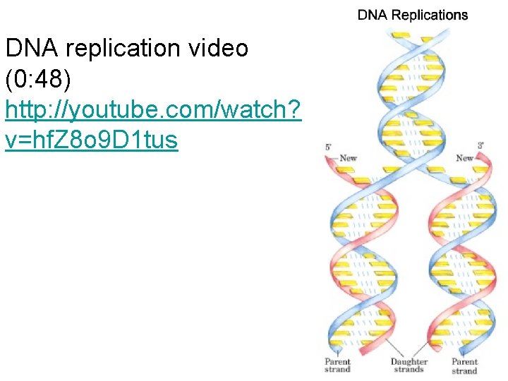 DNA replication video (0: 48) http: //youtube. com/watch? v=hf. Z 8 o 9 D