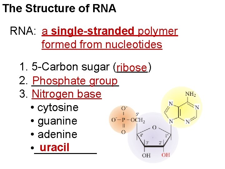 The Structure of RNA: a single-stranded polymer formed from nucleotides 1. 5 -Carbon sugar