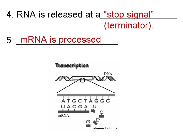 4. RNA is released at a________ “stop signal” (terminator). m. RNA is processed 5.