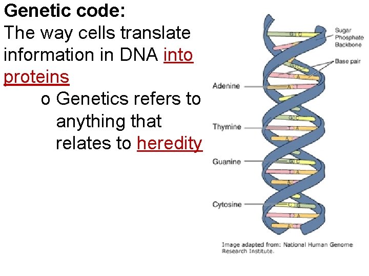 Genetic code: The way cells translate information in DNA into proteins o Genetics refers