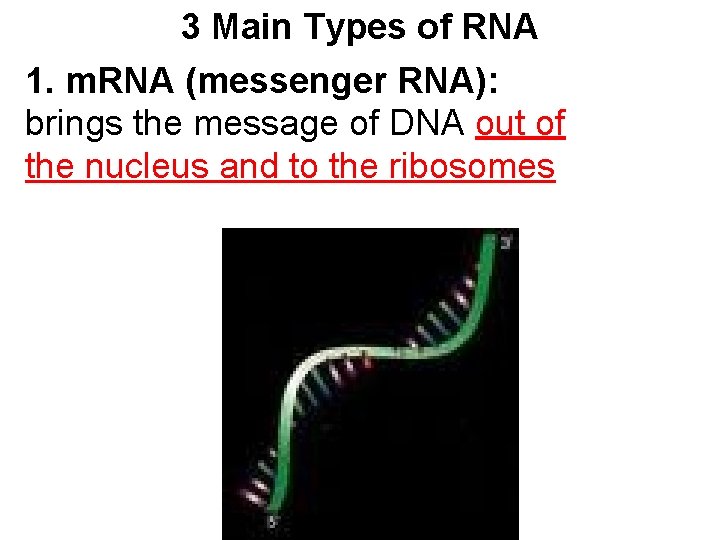 3 Main Types of RNA 1. m. RNA (messenger RNA): brings the message of