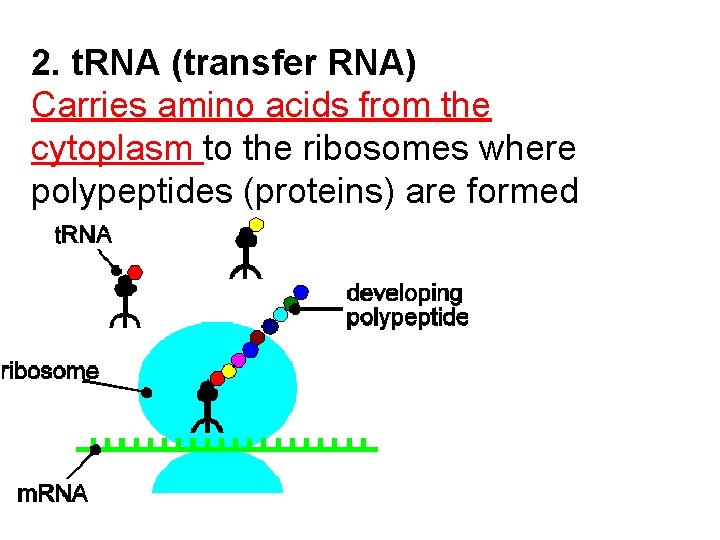 2. t. RNA (transfer RNA) Carries amino acids from the cytoplasm to the ribosomes