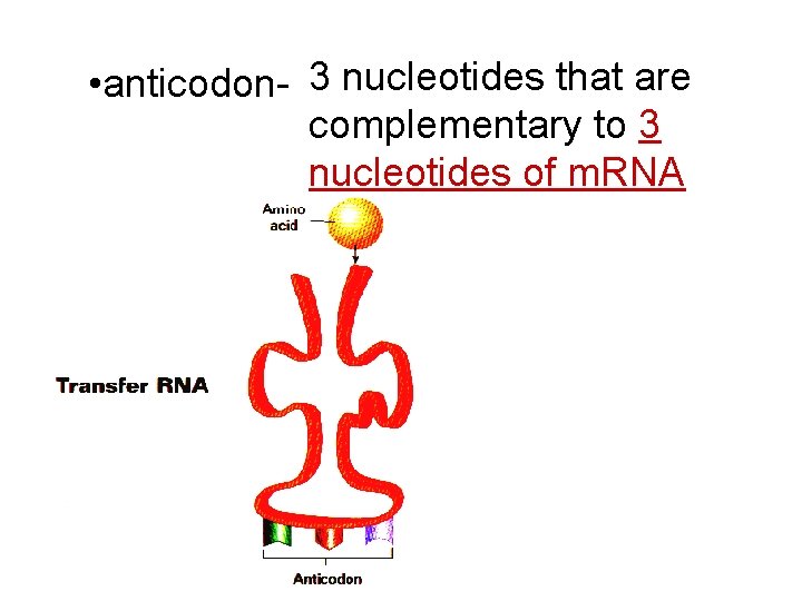  • anticodon- 3 nucleotides that are complementary to 3 nucleotides of m. RNA