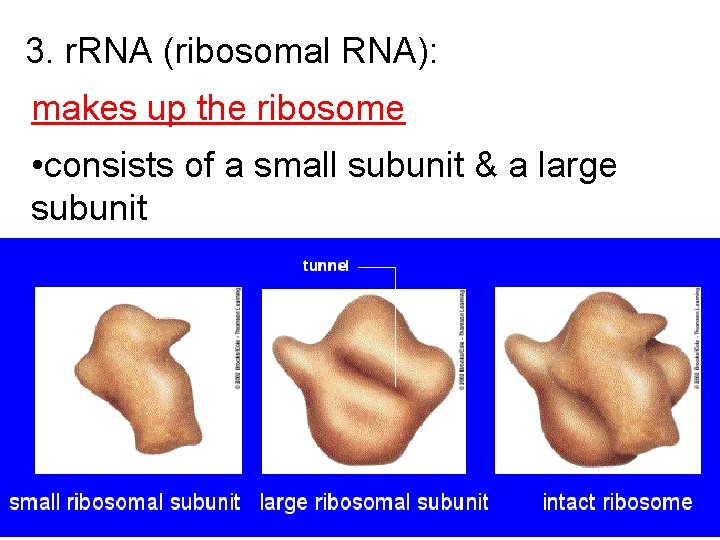 3. r. RNA (ribosomal RNA): makes up the ribosome • consists of a small