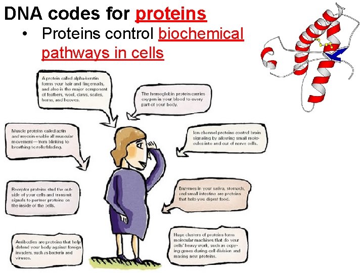 DNA codes for proteins • Proteins control biochemical pathways in cells 