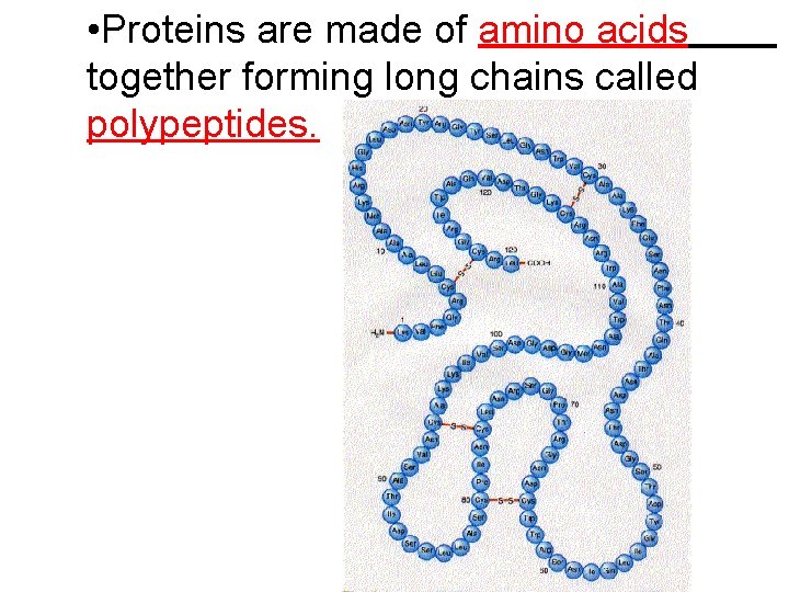  • Proteins are made of amino acids together forming long chains called polypeptides.