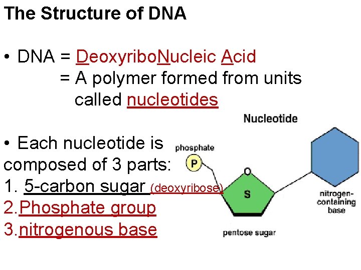 The Structure of DNA • DNA = Deoxyribo. Nucleic Acid = A polymer formed