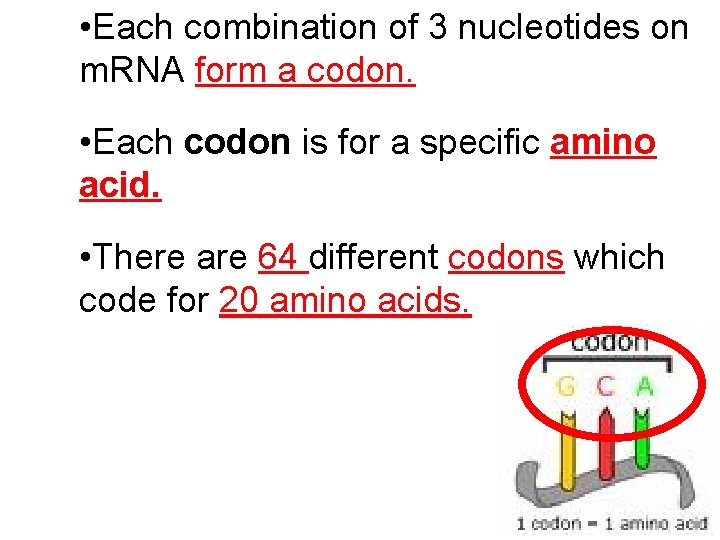  • Each combination of 3 nucleotides on m. RNA form a codon. •