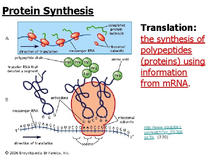 Protein Synthesis Translation: the synthesis of polypeptides (proteins) using information from m. RNA. http: