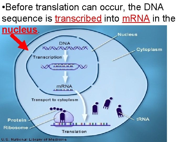  • Before translation can occur, the DNA sequence is transcribed into m. RNA