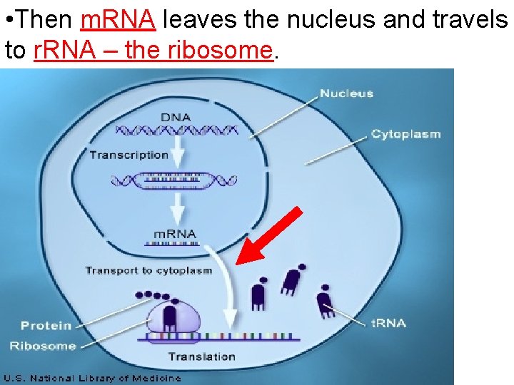  • Then m. RNA leaves the nucleus and travels to r. RNA –