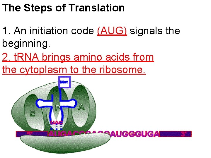 The Steps of Translation 1. An initiation code (AUG) signals the beginning. 2. t.