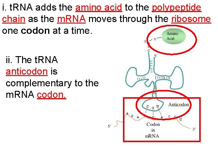 i. t. RNA adds the amino acid to the polypeptide chain as the m.