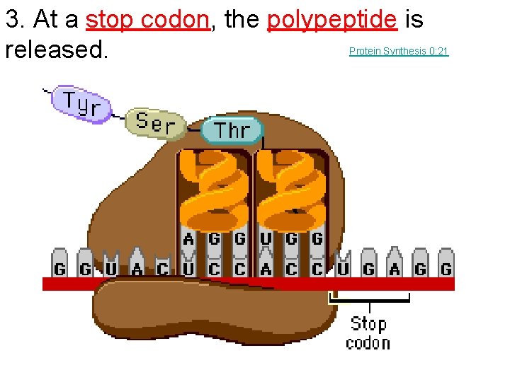 3. At a stop codon, the polypeptide is released. Protein Synthesis 0: 21 