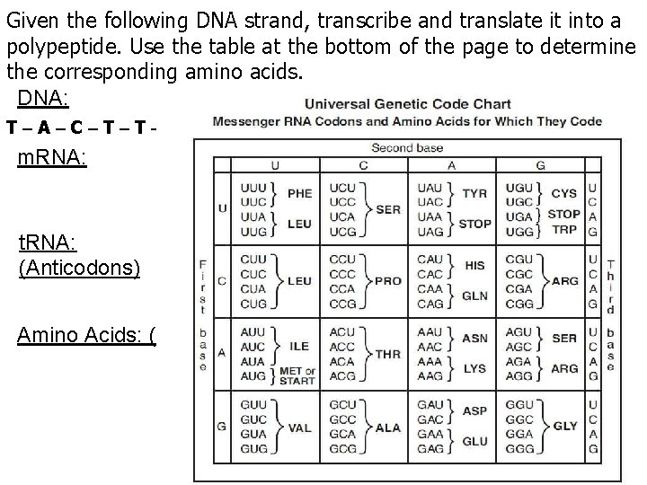 Given the following DNA strand, transcribe and translate it into a polypeptide. Use the