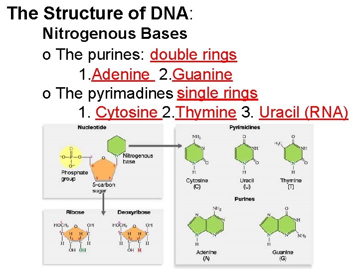 The Structure of DNA: Nitrogenous Bases o The purines: double rings 1. Adenine 2.