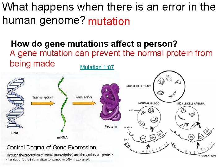 What happens when there is an error in the human genome? mutation How do